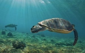 Turtles Beach in Tenerife