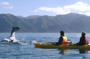 Kayak With Dolphin Tenerife